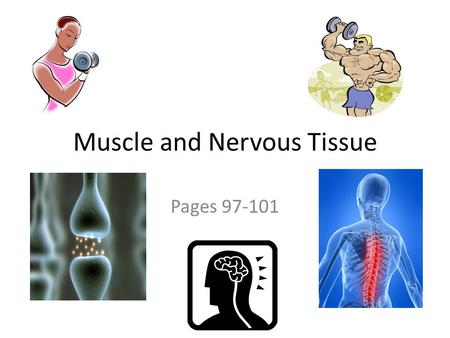 Muscle and Nervous Tissue Pages 97-101.  Function: ◦ contract (shorten) to produce movement  Three types: 1.Skeletal muscle 2.Cardiac muscle 3.Smooth.