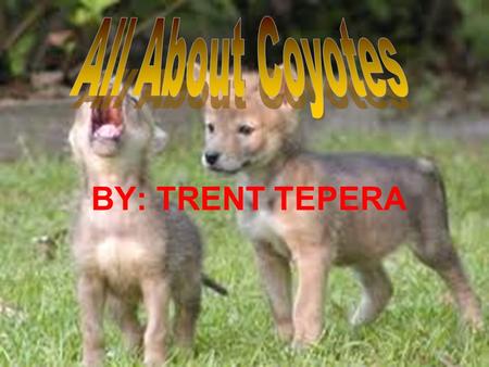 BY: TRENT TEPERA. The coyote has very fluffy fur it is because he lives in the cold weather it is 35 degrease F. He has camouflage to blind in with the.