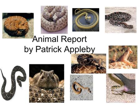 Animal Report by Patrick Appleby. Introduction Did you know that rattlesnakes actually smell with their nostrils and tongue? A rattlesnake is one of the.