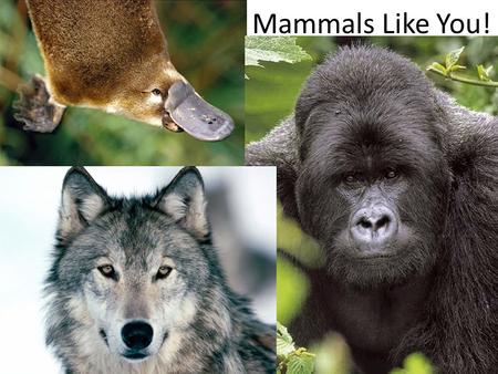 Mammals Like You!. So What’s a Mammal? Fur & sweat glands Mammary glands (milk) Endothermic.