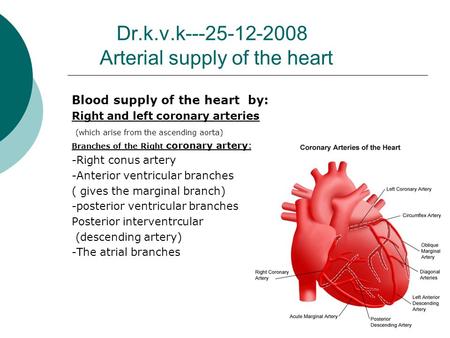 Dr.k.v.k---25-12-2008 Arterial supply of the heart Blood supply of the heart by: Right and left coronary arteries (which arise from the ascending aorta)