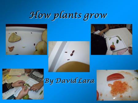 How plants grow By David Lara. Seeds Seeds have different colors Seeds have different shapes Seeds come in different ways Seeds do not always need soil.