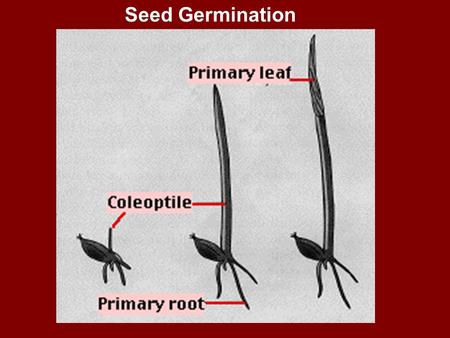 Seed Germination. What kind of soil are you? Hard SoilRocky SoilThorny SoilGood Soil Hears Word Doesn’t understand Evil One Satan Devil Snatches it away.
