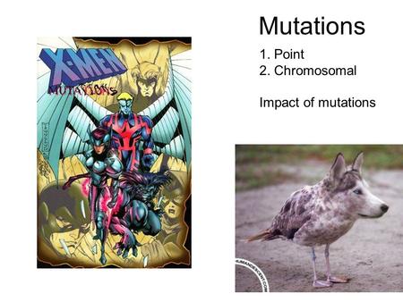 Mutations 1. Point 2. Chromosomal Impact of mutations.