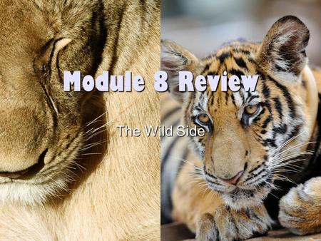 Module 8 Review The Wild Side.
