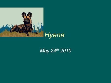 Hyena May 24 th 2010. Introduction Do you know what animal looks like a cheetah with no dots or stripes? Correct… it’s a hyena! Great guess. In this report.