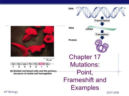 2007-2008 AP Biology Chapter 17 Mutations: Point, Frameshift and Examples.