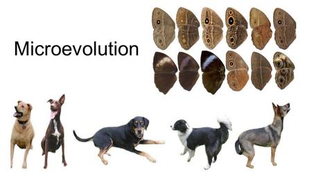 Microevolution. 1.Natural Selection 2.Random genetic drift 3.Migration 4.Nonrandom mating Mechanisms that alter existing genetic variation.