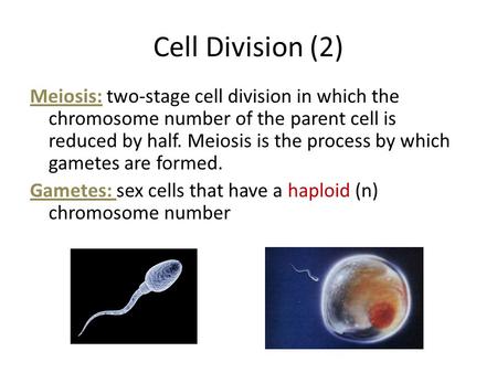 Cell Division (2) Meiosis: two-stage cell division in which the chromosome number of the parent cell is reduced by half. Meiosis is the process by which.