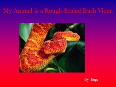My Animal is a Rough-Scaled Bush Viper.