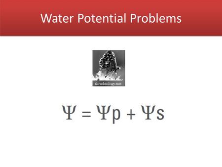 Water Potential Problems. Water Potential (  ) Water potential of pure water in an open container is 0.