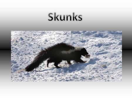 Skunks are mammals that are nocturnal. Skunks have black and white fluffy fur. They have a bushy tail, short legs, clawed feet, a long snout and whiskers.