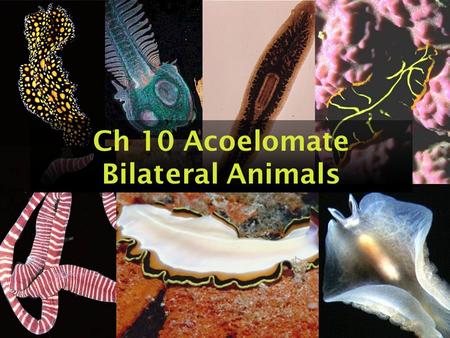 Ch 10 Acoelomate Bilateral Animals. Acoelomate Bilateral Animals Consist of phyla: –Phylum Platyhelminthes –Phylum Nemertea –And others.