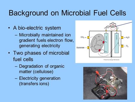 Background on Microbial Fuel Cells A bio-electric system –Microbially maintained ion gradient fuels electron flow, generating electricity Two phases of.