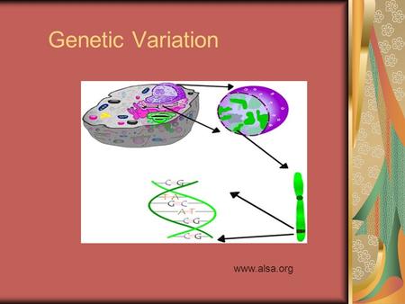 Genetic Variation www.alsa.org. Goal To learn the basic genetic mechanisms that determines the traits expressed by individuals in a population.