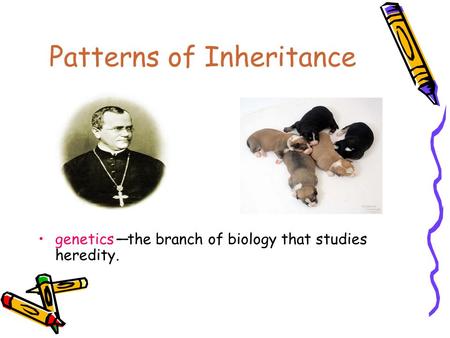 Patterns of Inheritance genetics—the branch of biology that studies heredity.