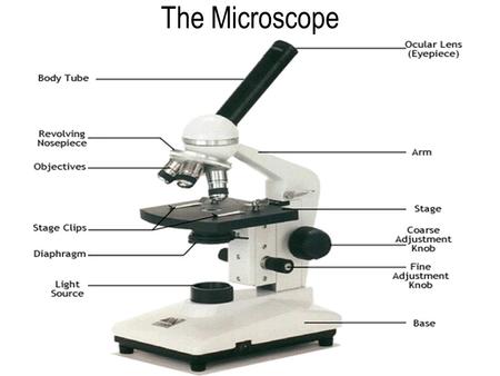 The Microscope or light source The Microscope Scientist use microscopes to reveal details that otherwise might be difficult or impossible to see –Biologist.