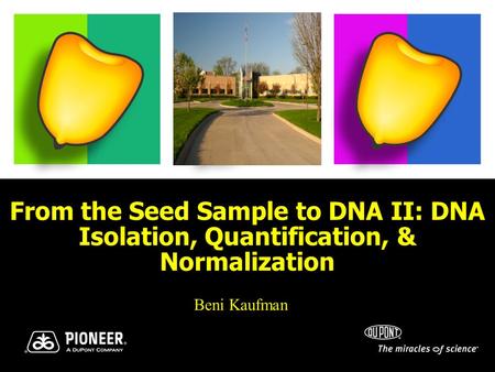 From the Seed Sample to DNA II: DNA Isolation, Quantification, & Normalization Beni Kaufman.