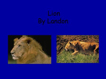 Lion By Landon. Babies The babies are born alive. The babies stay with its parents until they are about 3 ½.