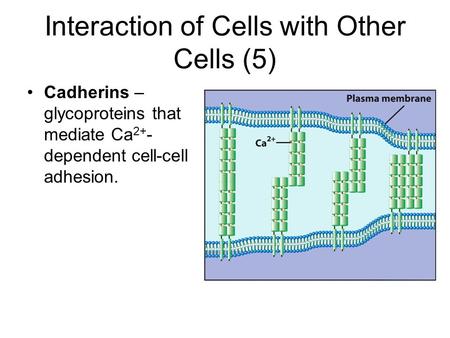 Interaction of Cells with Other Cells (5)