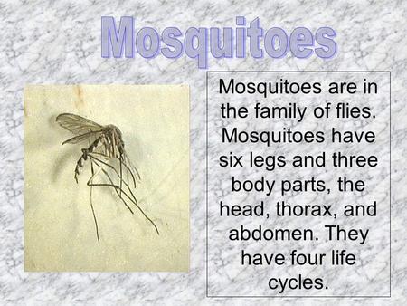 Mosquitoes Mosquitoes are in the family of flies. Mosquitoes have six legs and three body parts, the head, thorax, and abdomen. They have four life cycles.