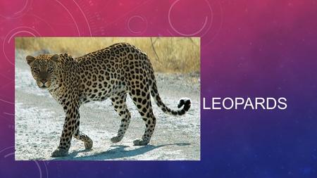 LEOPARDS. ANIMAL CLASSIFICATION Leopards are a member of the big cat family Leopards are mammals and are wild cats.