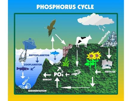 THE PHOSPHORUS CYCLE. Importance of phosphorus: in DNA and RNA, bones, teeth, shells, cell membranes.