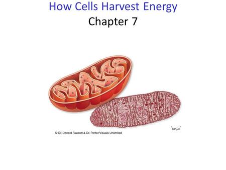 How Cells Harvest Energy Chapter 7. Laws of Thermodynamics Most reactions require some energy to get started. activation energy: extra energy needed to.