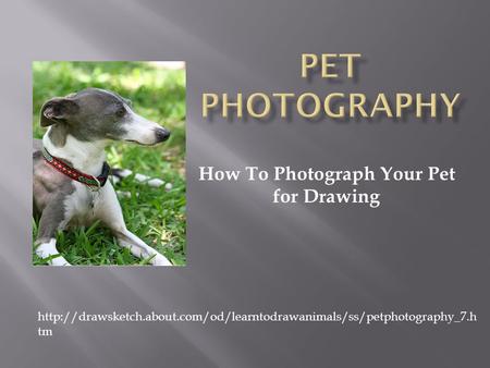 How To Photograph Your Pet for Drawing  tm.