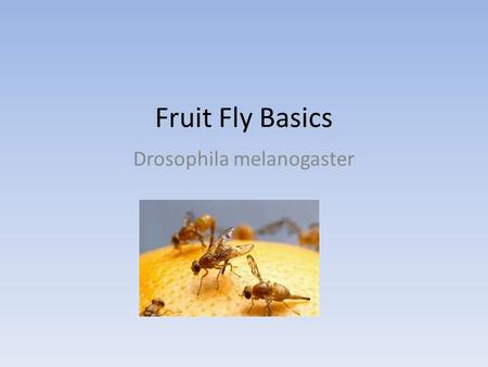 Fruit Fly Basics Drosophila melanogaster. Wild Type Phenotype Red eyes Tan Body Black Rings on abdomen Normal Wings.