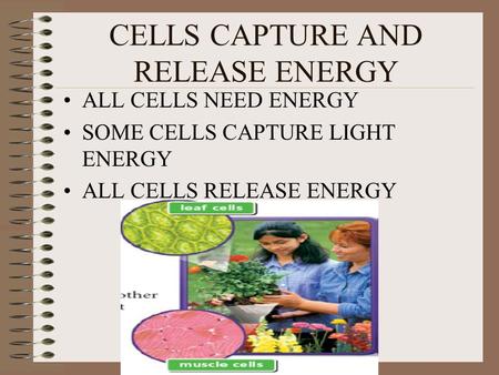 CELLS CAPTURE AND RELEASE ENERGY ALL CELLS NEED ENERGY SOME CELLS CAPTURE LIGHT ENERGY ALL CELLS RELEASE ENERGY.