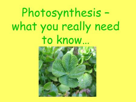 Photosynthesis – what you really need to know…