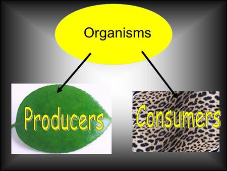 Organisms. Think like a SCIENTIST… Scientist call plants “producers”! Why use this term? Plants are produce rs because they “produce” or make, their own.