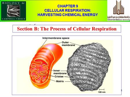 Section B: The Process of Cellular Respiration