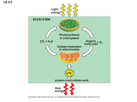 LE 9-2 ECOSYSTEM Light energy Photosynthesis in chloroplasts Cellular respiration in mitochondria Organic molecules + O 2 CO 2 + H 2 O ATP powers most.