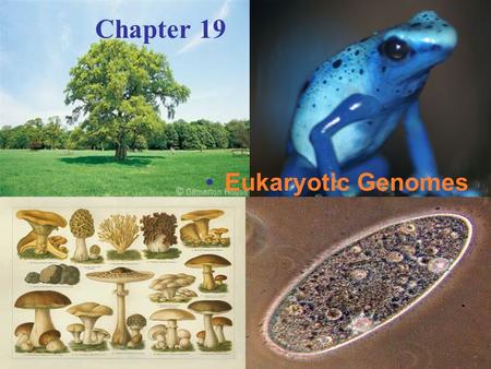 Copyright © 2005 Pearson Education, Inc. publishing as Benjamin Cummings Chapter 19 Eukaryotic Genomes.