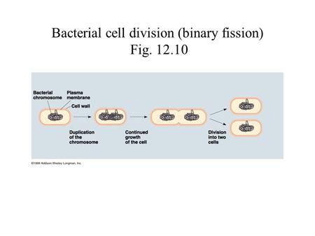 Bacterial cell division (binary fission) Fig. 12.10.