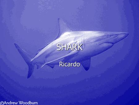 SHARK Ricardo Bull sharks are the most dangerous shark in the world. Bull sharks are the most dangerous shark in the world. His fin is as big as a person.