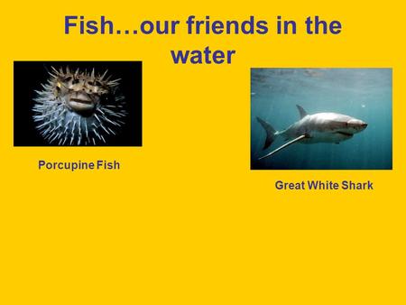 Fish…our friends in the water Porcupine Fish Great White Shark.