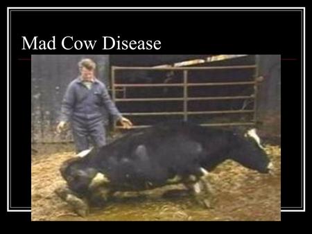 Mad Cow Disease. Scrapie in sheep SKEPTICS????? What are proteins? How do they differ from DNA and RNA? How can a protein without hereditary material.