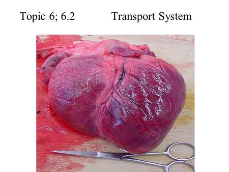 Topic 6; 6.2 Transport System. Draw and label a diagram of the heart showing the four chambers, associated blood vessels, valves and route of blood through.