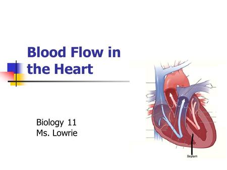 Blood Flow in the Heart Biology 11 Ms. Lowrie. Ongoing Cycle Could start anywhere Let’s start with… Blood coming through the superior & inferior vena.