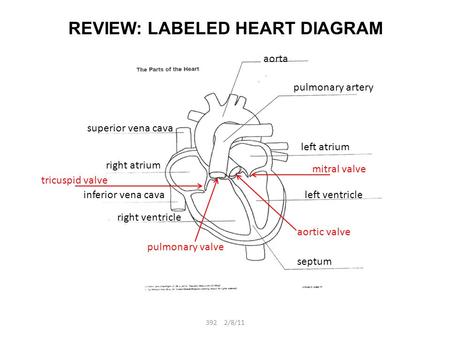 REVIEW: LABELED HEART DIAGRAM