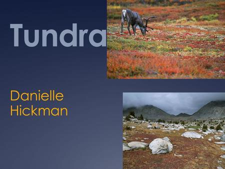 Tundra Danielle Hickman.