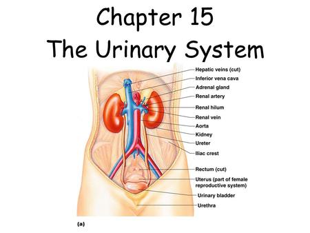 Chapter 15 The Urinary System.