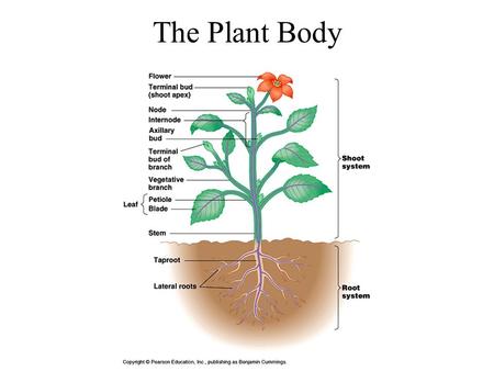 The Plant Body. Early Stem Growth – the Plumule Plant Growth – Apical Dominance.