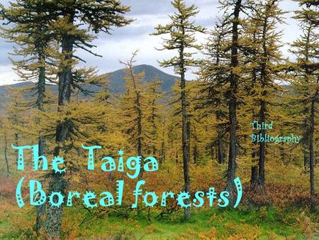 The Taiga (Boreal forests)
