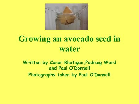 Growing an avocado seed in water Written by Conor Rhatigan,Padraig Ward and Paul O’Donnell Photographs taken by Paul O’Donnell.
