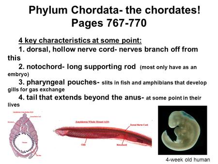 Phylum Chordata- the chordates! Pages