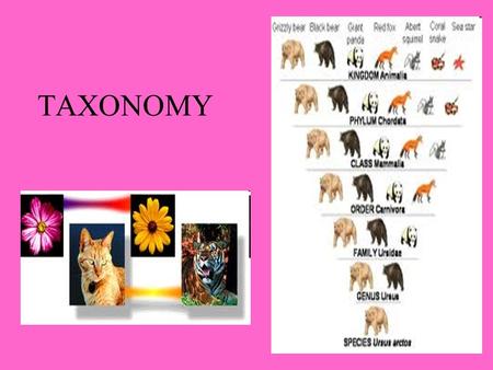 TAXONOMY. Taxonomy. is a branch of science that deals with the classifications of living things.